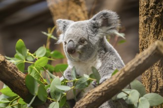 Koala (Phascolarctos cinereus) sitting on a tree, captive, distribution South Australia, Australia,
