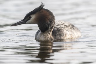 Great Crested Grebe (Podiceps cristatus), Emsland, Lower Saxony, Germany, Europe