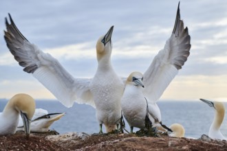 Northern gannet (Morus bassanus) couple standing on the cliff, wildlife, Helgoland, Germany, Europe