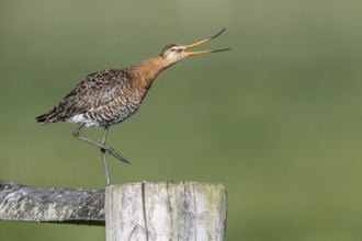Black-tailed godwit (Limosa limosa), Lower Saxony, Germany, Europe