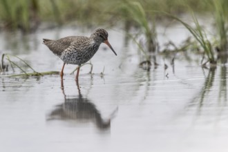 Redshank (Tringa totanus), Lower Saxony, Germany, Europe