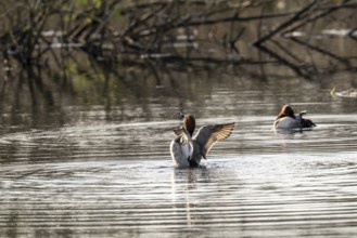 Common Pochard (Aythya ferina), male, Vulkaneifel, Rhineland-Palatinate, Germany, Europe