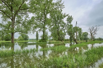 Trees standing in the flooded river Lorze, floodplain landscape, Reussspitz nature reserve,