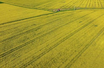 Rape field in bloom with a small house. Landscape near Dornstadt Baden-Württemberg, Germany, Europe