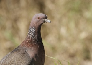 Picazuro Pigeon (Patagioenas picazuro), Buenos Aires, Argentina, South America