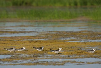 White-winged Tern (Chlidonias leucopterus) juvenile molting into adult plumage, Mongolia, Asia