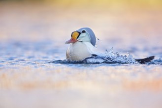 King Eider (Somateria spectabilis) male, Finnmark, Norway, Europe