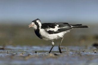 Magpie-Lark (Grallina cyanoleuca) female, Victoria, Australia, Oceania