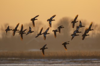 Eurasian Wigeon (Mareca penelope) group in flight, Netherlands