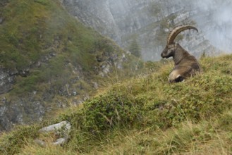Alpine Ibex (Capra ibex) male resting at edge of cliff, Valais Alps, Switzerland, Europe