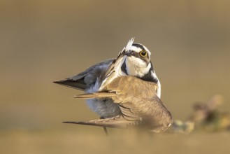 Little Ringed Plover (Charadrius dubius) preening, North Rhine-Westphalia, Germany, Europe