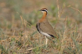 Indian Courser (Cursorius coromandelicus), India, Asia