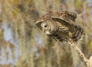 Barred Owl (Strix varia), Florida, USA, North America