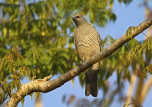 Barred Cuckooshrike (Coracina lineata), Queensland, Australia, Oceania