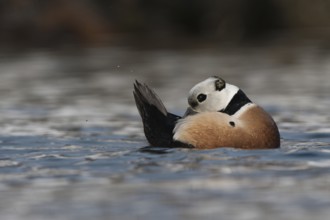 Steller's Eider (Polysticta stelleri) male, Varanger, Norway, Europe