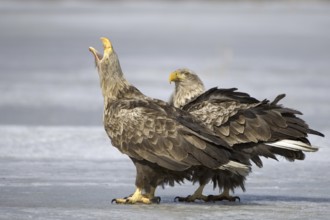 White-tailed Eagle (Haliaeetus albicilla), Mecklenburg-Western Pomerania, Germany, Europe