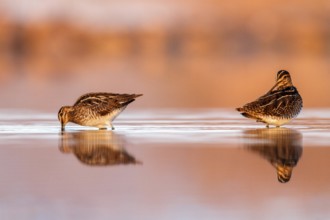 Common Snipe (Gallinago gallinago) foraging, Castile-La Mancha, Spain, Europe