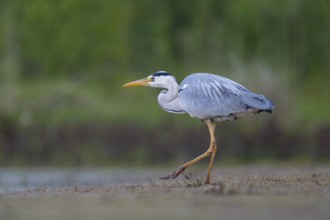 Grey Heron (Ardea cinerea), North Rhine-Westphalia, Germany, Europe