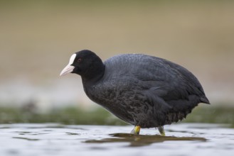 Eurasian Coot (Fulica atra), North Rhine-Westphalia, Germany, Europe