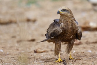 Black Kite (Milvus migrans), Spain, Europe
