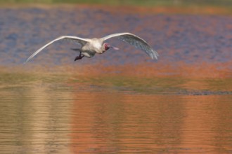 African Spoonbill (Platalea alba) flying, Western Cape, South Africa, Africa
