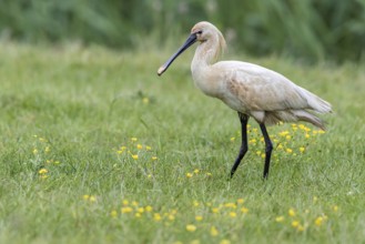 Eurasian Spoonbill (Platalea leucorodia) foraging, Texel, Netherlands