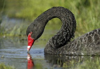 Black Swan (Cygnus atratus), Victoria, Australia, Oceania