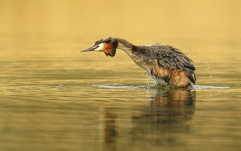Haubentaucher (Podiceps cristatus)