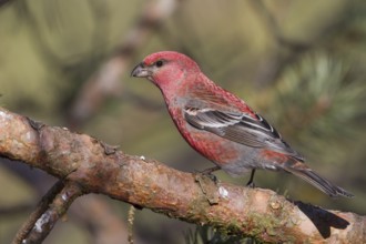 Pine Grosbeak - Hakengimpel - Pinicola enucleator, Finland, adult male, Europe