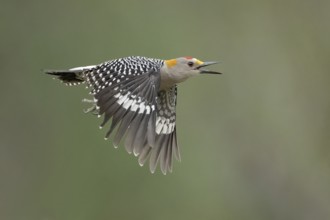 Golden-fronted Woodpecker (Melanerpes aurifrons) male calling in flight, Texas, USA, North America