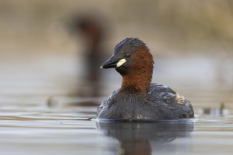 Little Grebe (Tachybaptus ruficollis), North Rhine-Westphalia, Germany, Europe