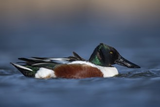 Northern Shoveler (Spatula clypeata) male, Schleswig-Holstein, Germany, Europe