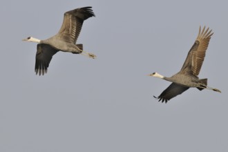 Hooded Crane (Grus monacha) flying, Arasaki, Japan, Asia