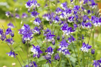 Columbine (Aquilegia) flowers in blue and white, Saxony, Germany, Europe