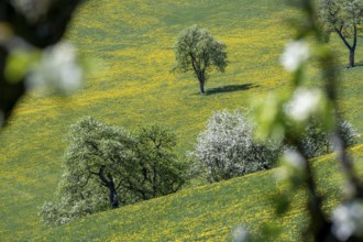 Flowering pear trees, fruit trees, Moststraße, Mostviertel, Lower Austria, Austria, Europe