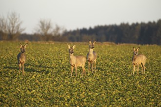 Roe deer (Capreolus capreolus) Field deer in spring in the field, Lower Austria, Austria, Lower