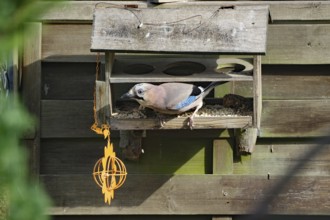 Eurasian Jay in a wooden feeder, surrounded by wooden slats, Braunschweig, Lower Saxony, Germany,