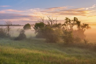Morning atmosphere in the Elbe meadows near Wörlitz, meadow and copses in the morning mist at