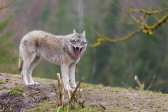 A grey wolf (Canis lupus lupus) stands panting on a hill on a cloudy day. A forest can be seen in