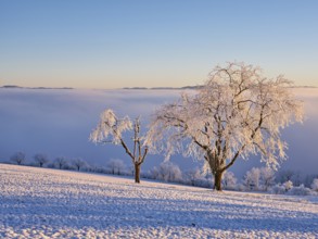 Trees in the rough in the light of the rising sun, behind the sea of fog over the Reuss valley,