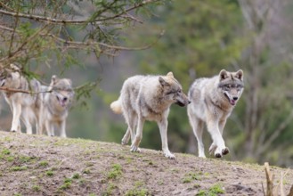 A pack of grey wolves (Canis lupus lupus) playing on a hill and showing social behaviour