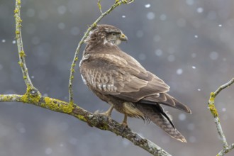Steppe buzzard (Buteo buteo) in snowfall, Germany, Europe