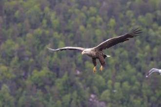 White-tailed eagle (Halliaeetus albicilla) in front of snow-covered mountains and forest, Norway,