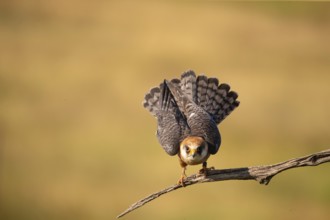 Red-footed Falcon (Falco vespertinus) female, Hungary, Europe