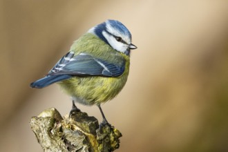 Blue Tit (parus caeeruleus) Germany