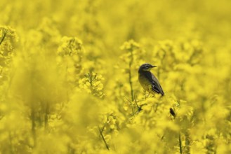 A stonechat sits in a flowering rape field in Frankfurt Northwest, Northwest, Frankfurt am Main,