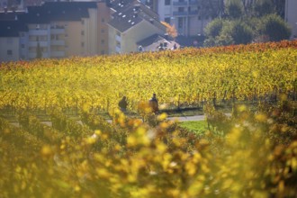 Golden October: Hikers among autumn-coloured vines above Neustadt an der Weinstraße