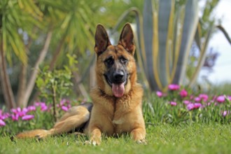 Shepherd dog, flowers, lying in the grass