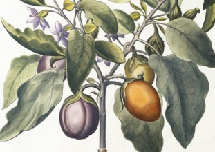 Aubergine (Solanum melongena) or egg plant, hand-coloured copperplate engraving by Basilius Besler,