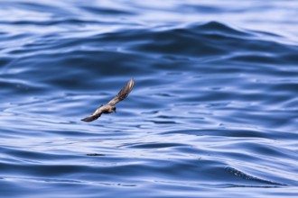 Storm Petrel (Hydrobates pelagicus) flying over calm sea, Sagres, Algarve, Portugal, Europe